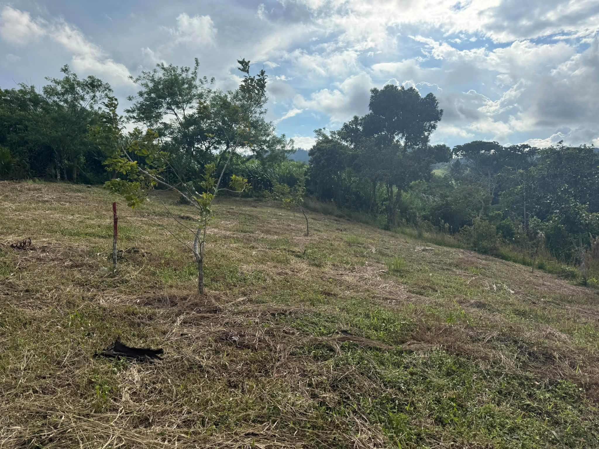 Lotes en venta en Montecillos, imagen 6
